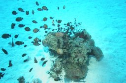 Dreifleck-Preußenfisch (Dascyllus trimaculatus)